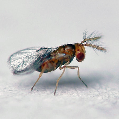 Trichogramma-brassicae