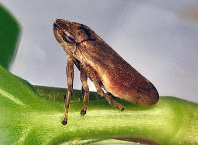 Xylella fastidiosa Wells