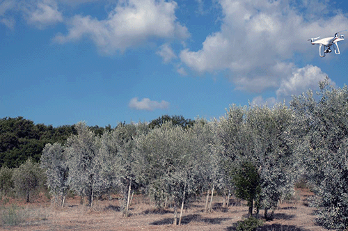 il drone sopra gli olivi