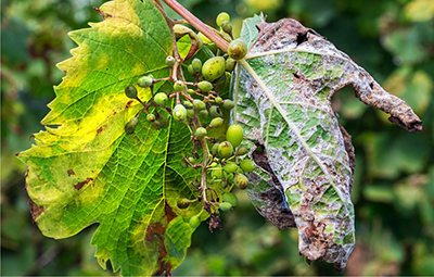 peronospora: effetti sulle foglie della vita