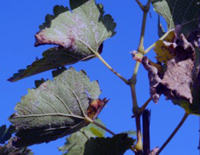 peronospora_syrah in toscana