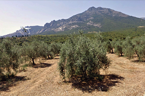 oliveto in Villacidro