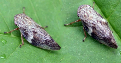 xylella