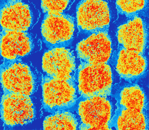 ARANCETO.analisi NDVI