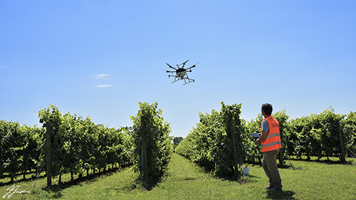 l'utilizzo del drone in un vigneto presso Treviso