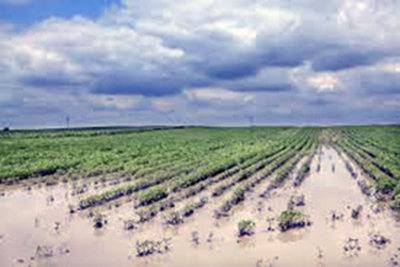 effetti disastrosi dell'allagamento del terreno